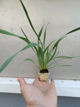 PLANTAS DE ACENTO FLOR AMARILLA
