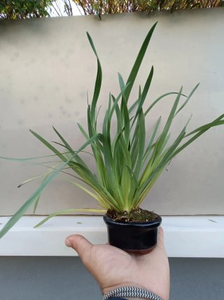 PLANTAS DE ACENTO FLOR AMARILLA