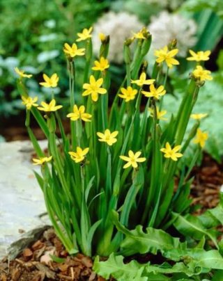 PLANTAS DE ACENTO FLOR AMARILLA