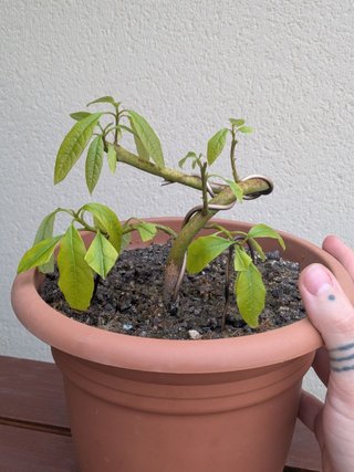 Prebonsai de Aguacate 5 años