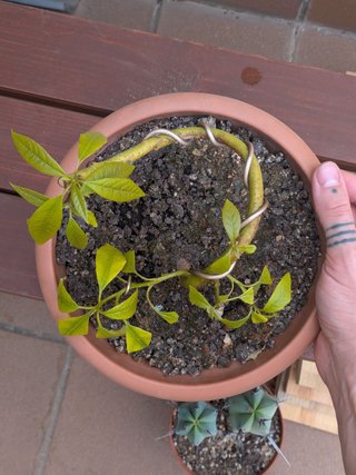 Prebonsai de Aguacate 5 años