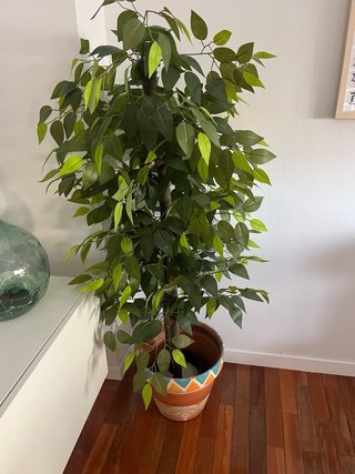 Planta Ficus Artificial Blaine 150cm