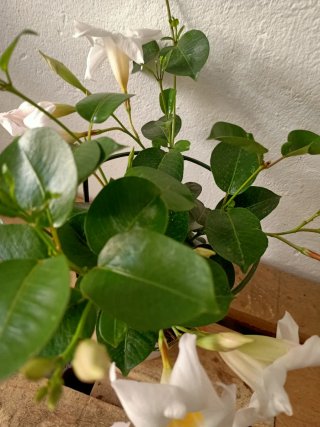 Planta Galán de Noche(Cestrum nocturnum)