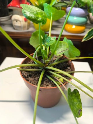 Pilea Peperomioides Variegata