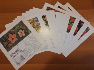 Fiori in casa: Enciclopedia pratica di giardinaggi