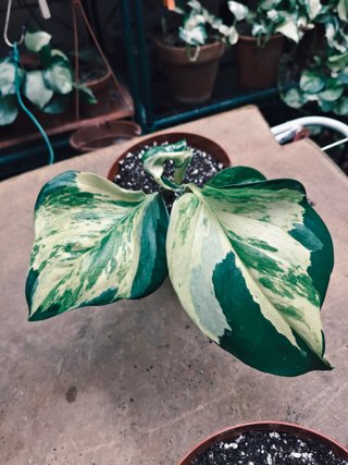 Planta Potos variegada