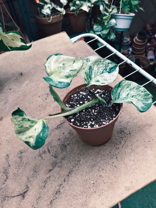 Planta Potos variegada