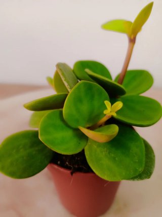 Planta Peperomia Hope
