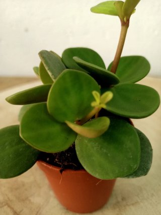 Planta Peperomia Hope