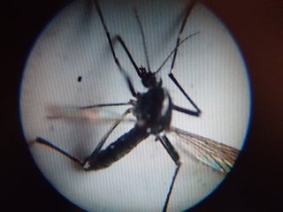 Microscopio Binocular