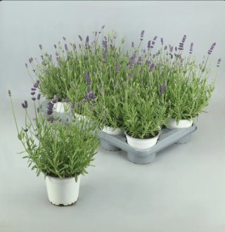 Lavanda