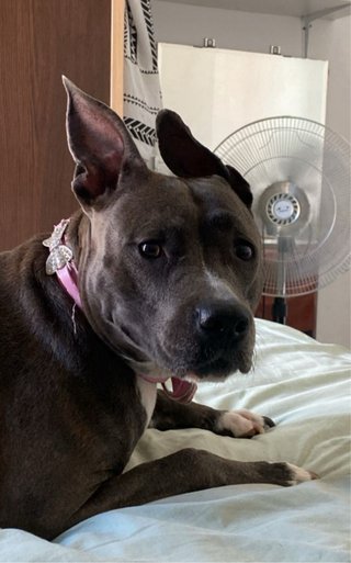 Cuidadora de perros