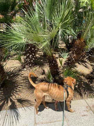 Cuidadora de perros