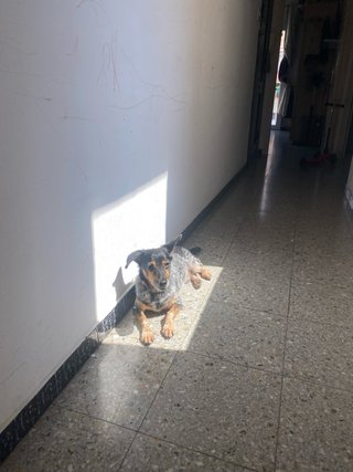 Cuidadora de perros