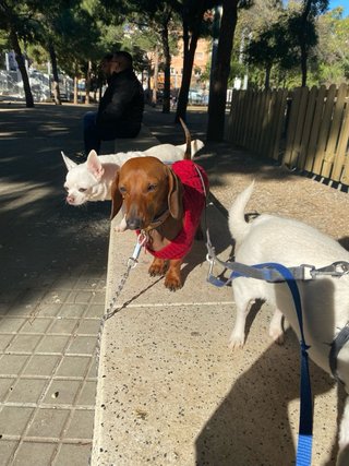 Cuidadora de perros
