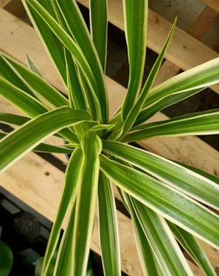 Planta Cinta Chlorophytum