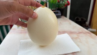 Casca Original de Ovo de Avestruz Gigante