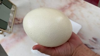 Casca Original de Ovo de Avestruz Gigante