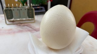 Casca Original de Ovo de Avestruz Gigante