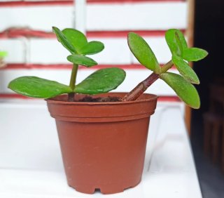 Árbol de Jade (Crassula ovata)