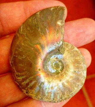 Fósil Ammonite Nacarado Irisado