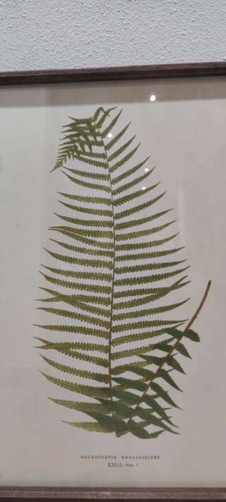 Cuadro Botánico Helecho Nephrolepis Davallioides