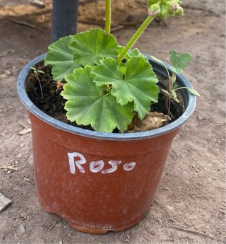 Planta Geranio Rojo.