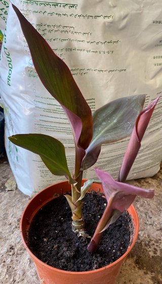 Planta Caña Indica o caña de la India roja.