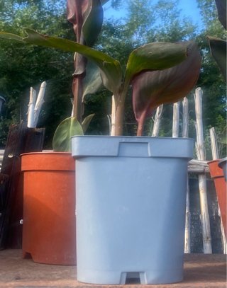 Planta Caña Indica o caña de la India roja.
