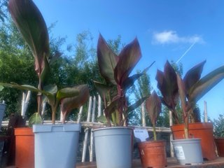 Planta Caña Indica o caña de la India roja.