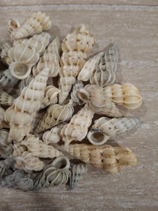 Caracolas