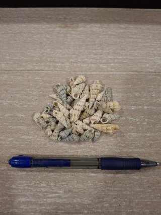 Caracolas