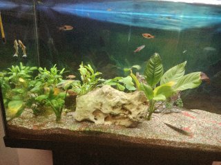 130L Acuario con Mueble, Peces y Adornos