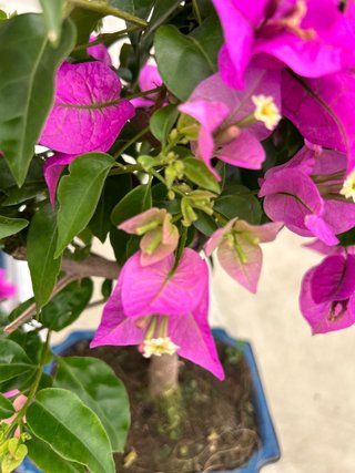 Bonsái Bougainvillea Glabra 8 años