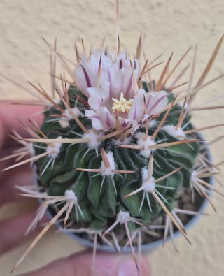 Cactus multicostatus in fiore