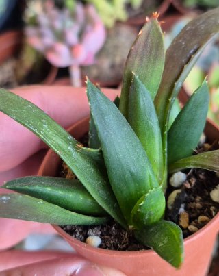 Aloe Black Gem