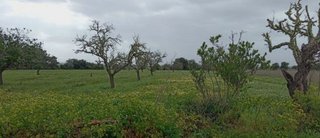 Terreno en venta en Campos