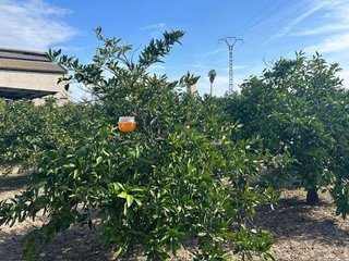 Terreno en venta en Sueca ciudad en Sueca