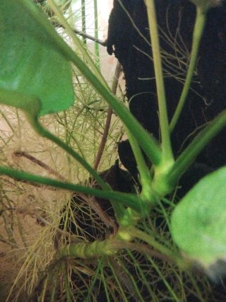 ANUBIAS PLANTAS ACUATICAS ACUARIO