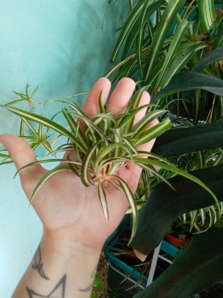 Hijuelos de cinta (mala madre) variegata