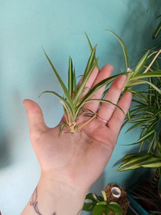 Hijuelos de cinta (mala madre) variegata