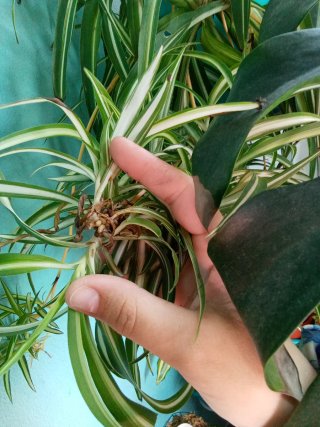 Hijuelos de cinta (mala madre) variegata