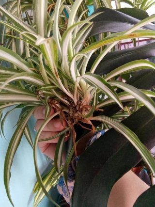 Hijuelos de cinta (mala madre) variegata