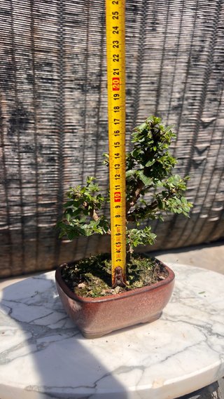 BONSAI MAME SHOHIN OLMO JAPONES NIRE KEYAKI