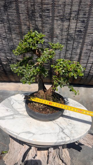 BONSAI SHOHIN OLMO JAPONES NIRE KEYAKI