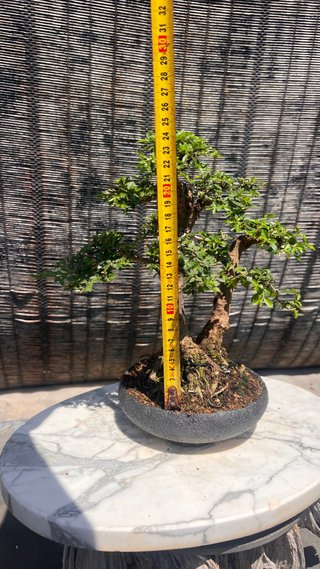 BONSAI SHOHIN OLMO JAPONES NIRE KEYAKI
