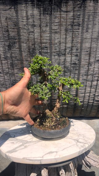 BONSAI SHOHIN OLMO JAPONES NIRE KEYAKI