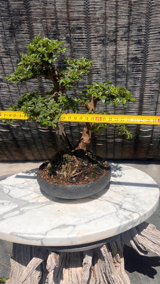 BONSAI SHOHIN OLMO JAPONES NIRE KEYAKI