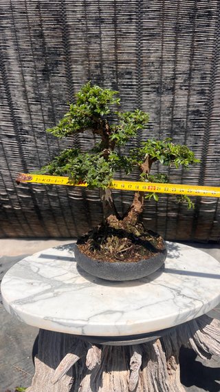 BONSAI SHOHIN OLMO JAPONES NIRE KEYAKI