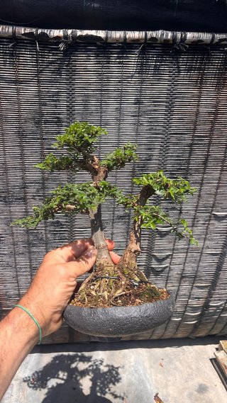 BONSAI SHOHIN OLMO JAPONES NIRE KEYAKI